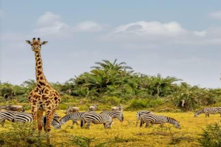 Kenya: 10-Day Private Safari with Accommodation