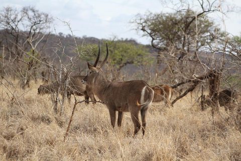 5 dagars migrationssafari i Serengeti