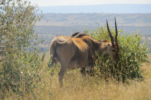 Excursión de un día al Parque Nacional Masai Mara y visita a la aldea Masai