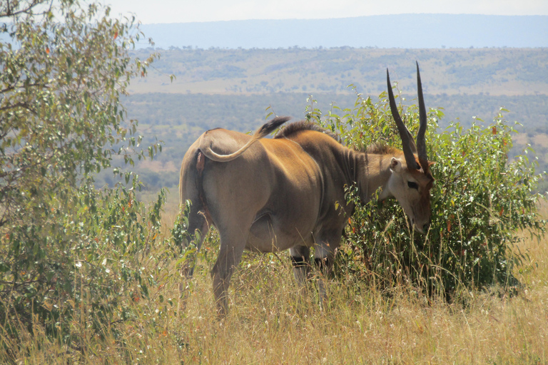 Masai Mara National Park Day Trip &amp; Masai Village visit