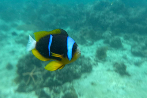 Zanzibar: Salaam cave sea turtles, Star fish & Blue Lagoon Tour without hotel pick up and drop off