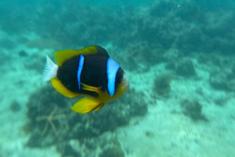 Zanzibar: Salaam cave sea turtles, Star fish & Blue Lagoon Tour without hotel pick up and drop off