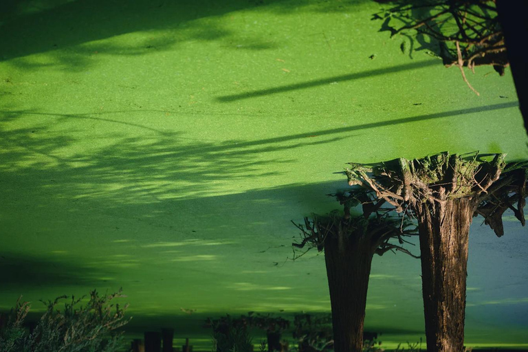 Hangzhou: Qingshan Lake Scenic Lakeside Private Day Tour