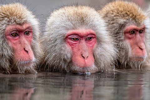 From Tokyo & Nagano: Snow Monkey Private Customizable Tour