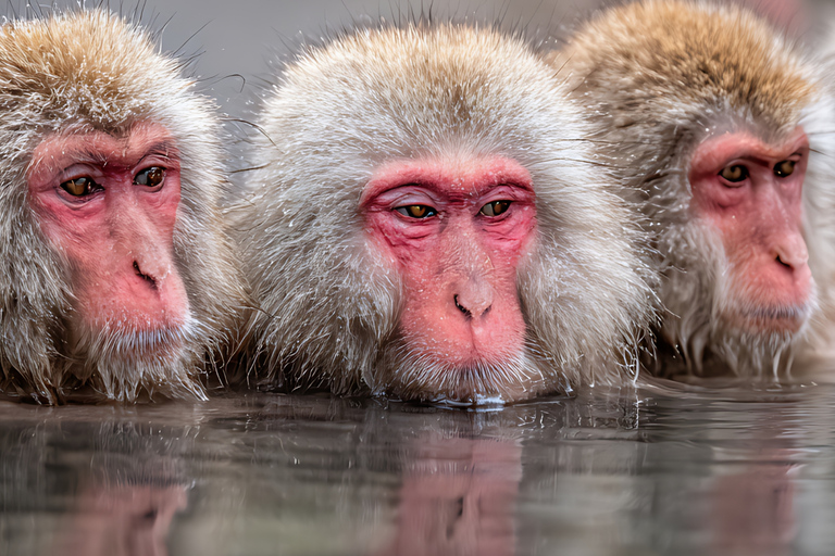 From Tokyo & Nagano: Snow Monkey Private Customizable Tour