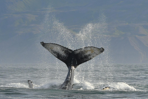 Húsavík: Whale Watching Tour with Heated Indoor Seating