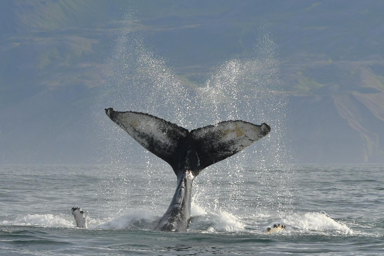 Húsavík: Whale Watching Tour with Heated Indoor Seating