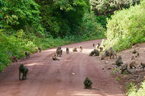 Arusha: Vandringssafari i Arusha nationalpark