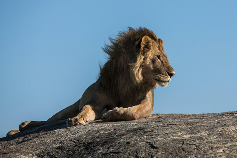 Safari na Reserva de Samburu: A natureza selvagem indomável do norte do Quénia