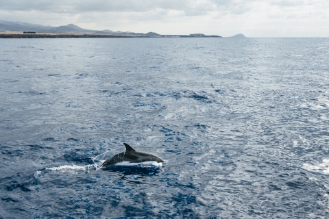 Tenerife: tour de ballenas y delfines con patrón localTour con Punto de Encuentro