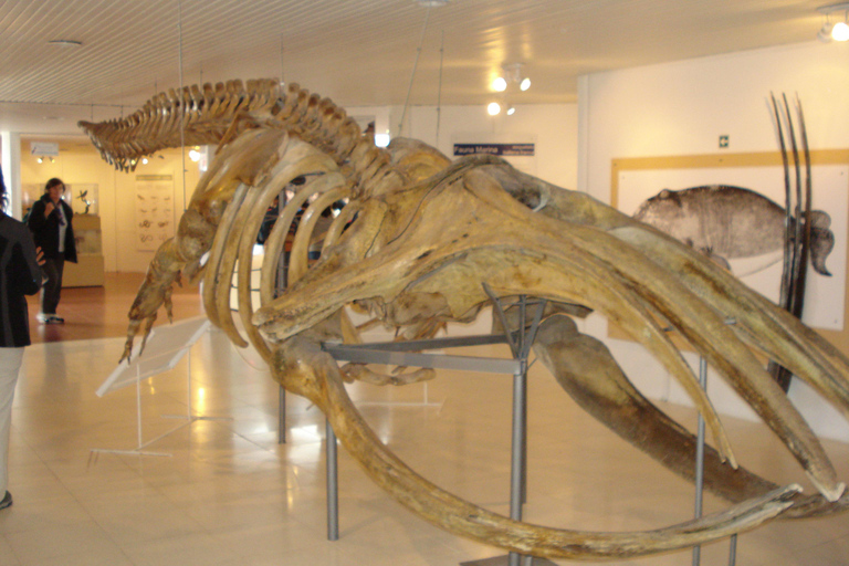 From Puerto Madryn: Full-Day Valdes Peninsula Tour