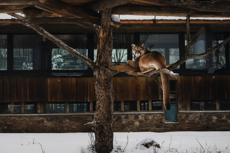 Montréal/Hemmingford : Parc Safari accès journalier