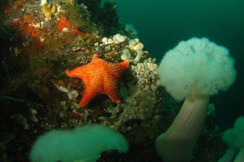 Vancouver: Tauchen Bootscharter