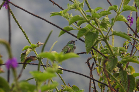 Manu Safaris PeruManu safari Peru