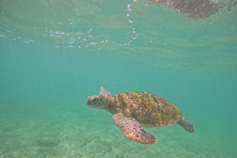 Mirissa / Polhena :Reef Snorkeling with Wild Sea Turtle Snorkeling in Mirissa