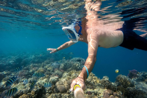 From Sharm: Ras Mohamed, White Island Snorkel & Dive & Lunch 1 Intro Dive Option Beginners & Professional