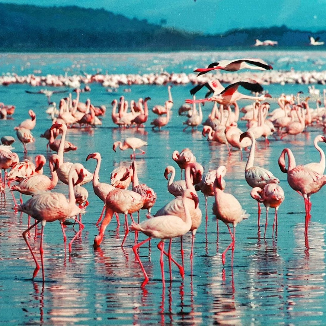Galería de fotos para redes