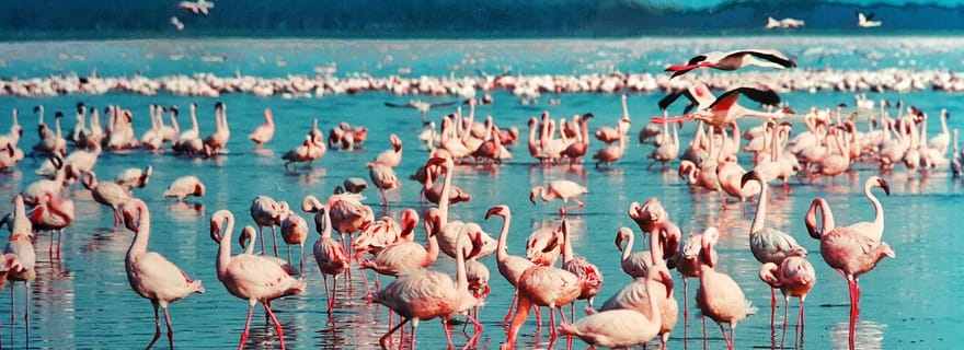 Excursion d'une journée au lac Nakuru depuis Nairobi