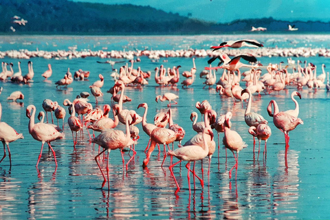 Viagem de 1 dia ao Lago Nakuru saindo de NairóbiViagem de um dia ao Lago Nakuru saindo de Nairobi