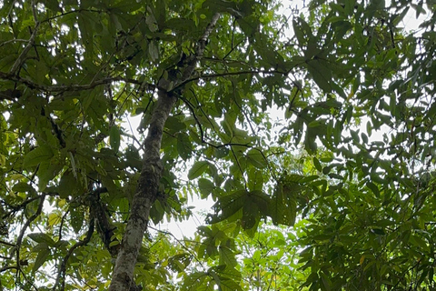 Chiang Mai: viagem de 1 dia com aventura na cascata Sticky e tirolesaChiang Mai: Viagem de 1 dia com aventura na cascata Sticky e tirolesa