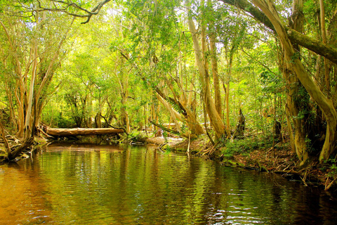 Cairns: Half-Day Premium 4WD Rainforest & Waterfall Tour Half Day Tour