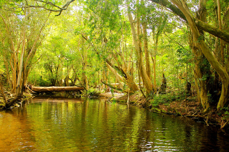 Cairns: Half-Day Premium 4WD Rainforest & Waterfall Tour Half Day Tour