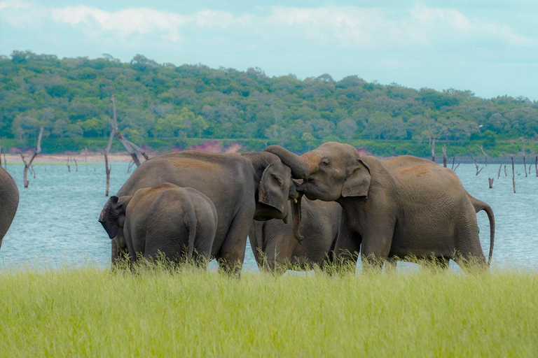 Minneriya National Park Photography Safari Tour