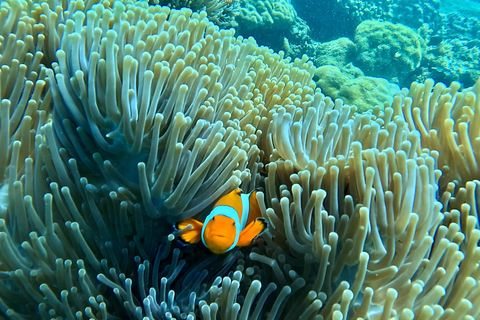 Lombok: Private Snorkeling Trip Gili Nanggu,Kedis,Tangkong Lombok: Private Gili Islands Snorkeling Trip For Big Group