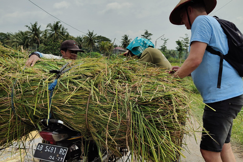 Yogyakarta : Classic Bike Tour with Lunch and Pickup
