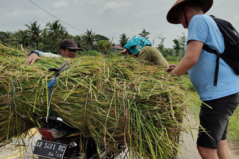 Yogyakarta : Classic Bike Tour with Lunch and Pickup
