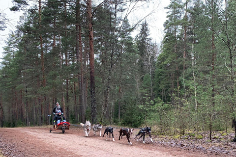 De Riga: Passeio de trenó puxado por husky ou de carrinho de mão