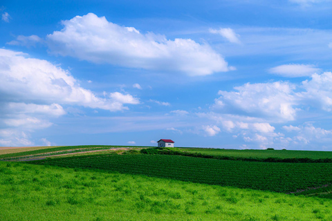 Hokkaido Summer Nature Experience: Furano & Biei
