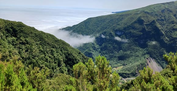 Fanal Forest Walk