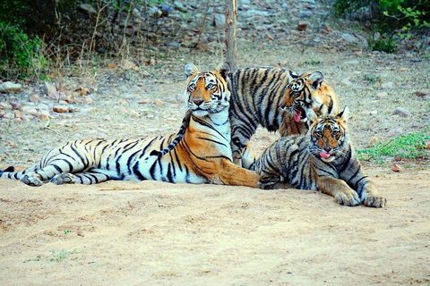 Van Ranthambore: Officiële tijgersafari in Canter met gidsTijgersafari alleen voor Indiase staatsburgers