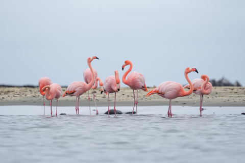 Floreana : Découvrez la première île habitée des Galápagos