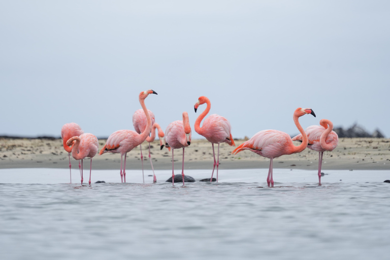 Floreana: Descubre la Primera Isla Habitada de las Galápagos