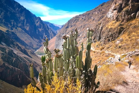 Dwudniowa wycieczka do doliny Colca i Cruz del Condor