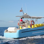 La Gomera: Whale Watching-Tour auf einem dynamischen Boot
