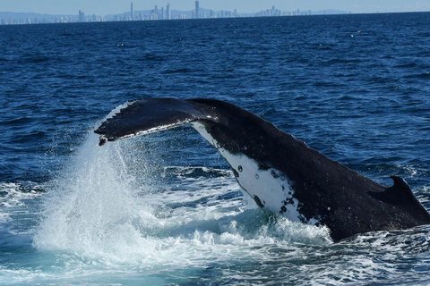 Tweed Heads: Tour in barca per l&#039;osservazione delle balene