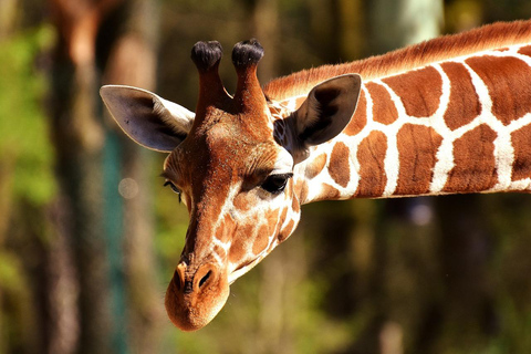 Tour giornaliero dell&#039;orfanotrofio degli elefanti David Sheldrick e delle giraffe