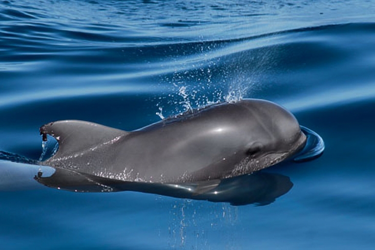 Tenerife: 3 h de avistamiento de ballenas en yate privado