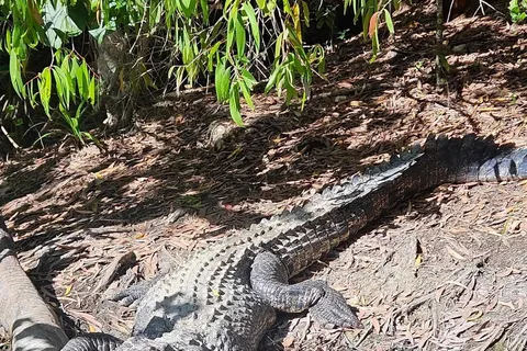 Cairns: Crocodile Adventures private Transfer with return
