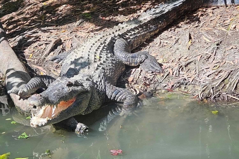 Cairns: Hartley's Crocodile Adventures Wizyta z transferem