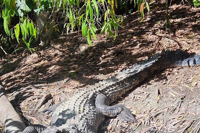 Cairns: Hartley's Crocodile Adventures Besuch mit Transfer