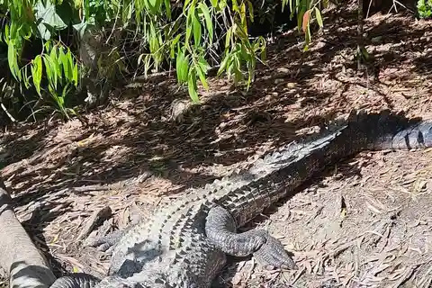 Cairns: Hartley's Crocodile Adventures Visit with Transfer