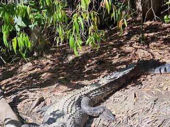 Cairns: Crocodile Adventures transfer privado com regresso