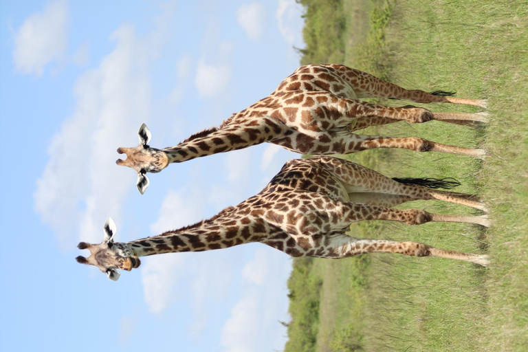 Viaggio di un giorno da Nairobi a Maasai Mara - AWNairobi: Escursione di un giorno nella Riserva Nazionale di Maasai Mara - Privato