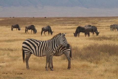 Safari cómodo de 4 días a Tarangire, Ngorongoro y Materuni