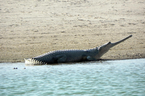 From Agra: Day Trip to Chambal River Safari with Lunch