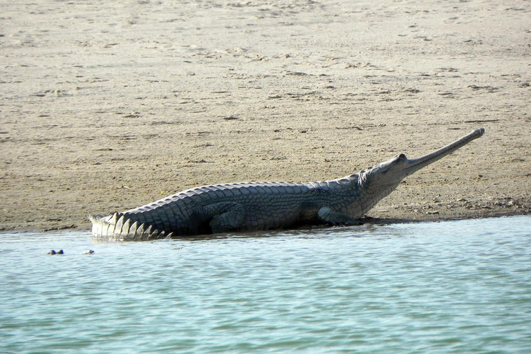 From Agra: Day Trip to Chambal River Safari with Lunch